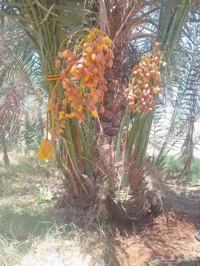 متوفر فسايل مثمره للبيع جميع الأنواع التوصيل يشمل جميع أنحاء 0