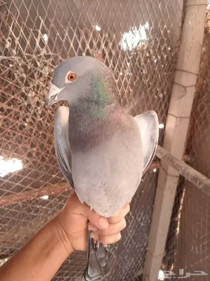 حمام زاجل العدد تقريبا 30 جوز البيع جمله 45 ريال للجوز 10