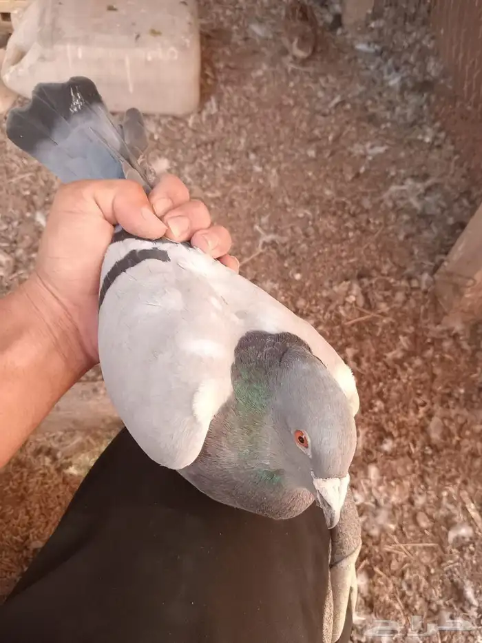 حمام زاجل العدد تقريبا 30 جوز البيع جمله 45 ريال للجوز 5