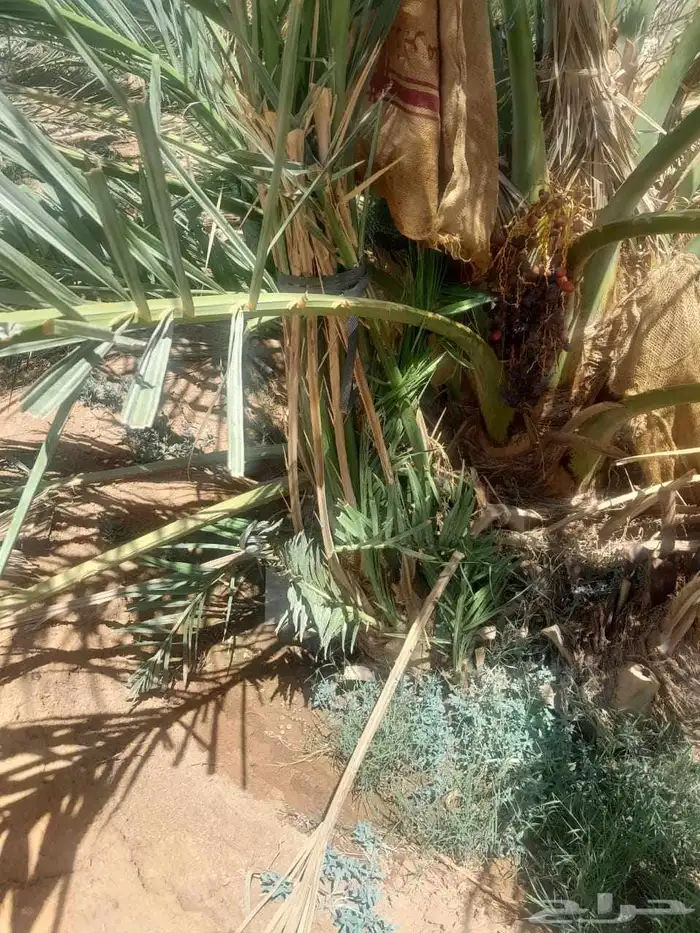 فسايل عجوه مجدول 5