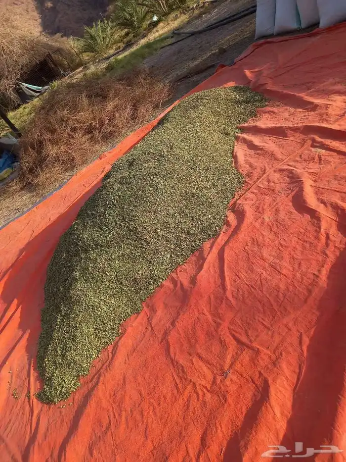 حناء المدينه انتاج مزارع ضواحي ينبع النخل 1