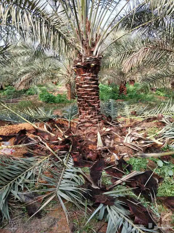 توريد جميع انواع نخيل 2