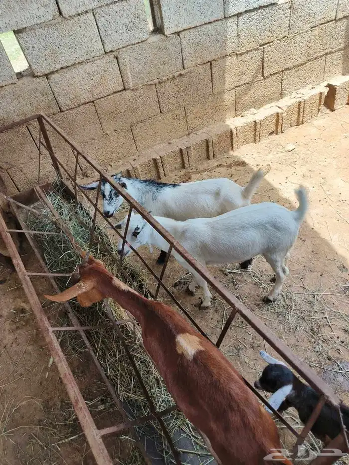 تيوس بلدي 3