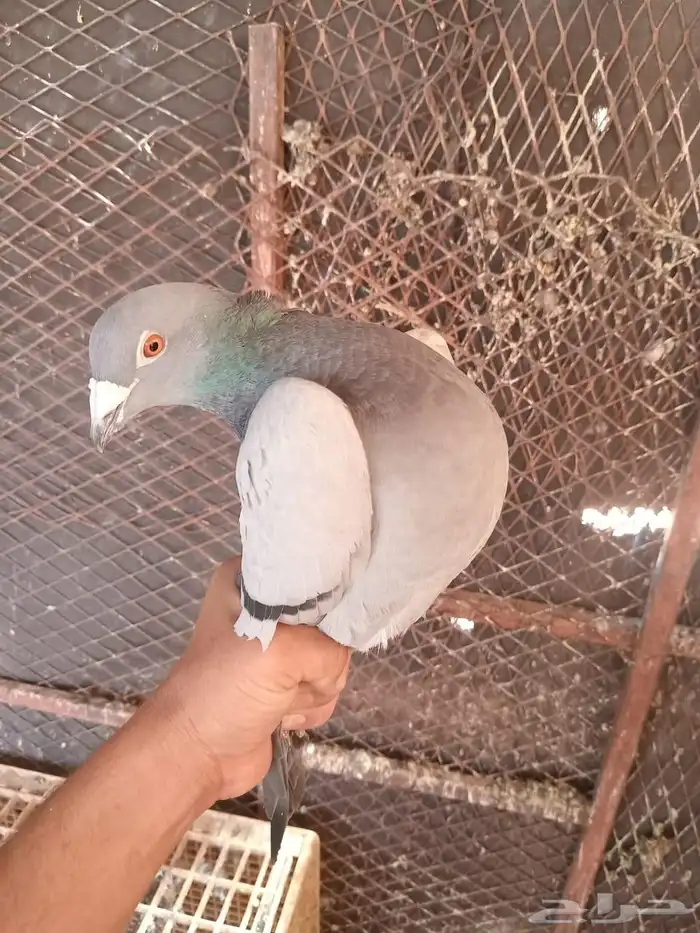 حمام زاجل العدد تقريبا 30 جوز البيع جمله 45 ريال للجوز 6