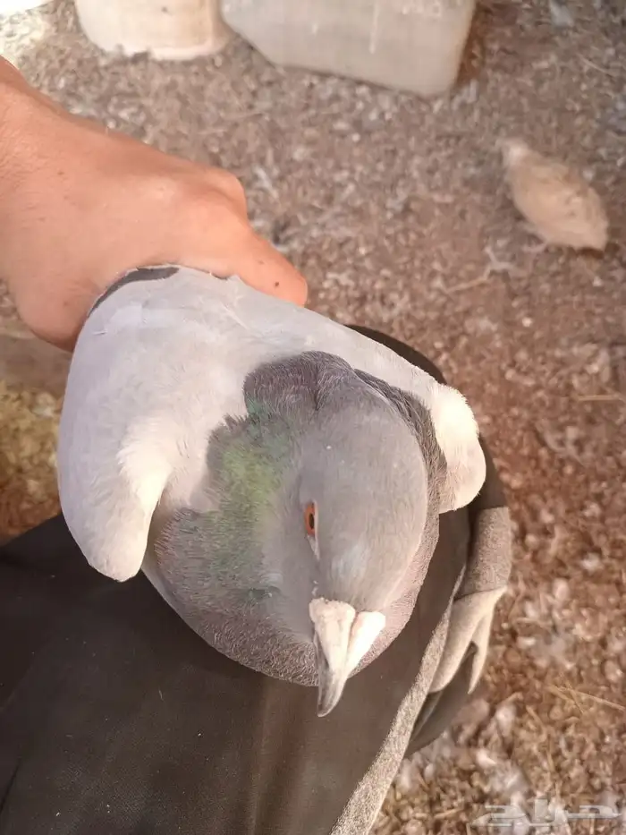 حمام زاجل العدد تقريبا 30 جوز البيع جمله 45 ريال للجوز 8