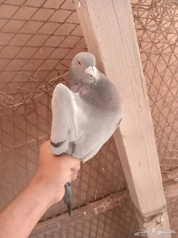 حمام زاجل العدد تقريبا 30 جوز البيع جمله 45 ريال للجوز 9