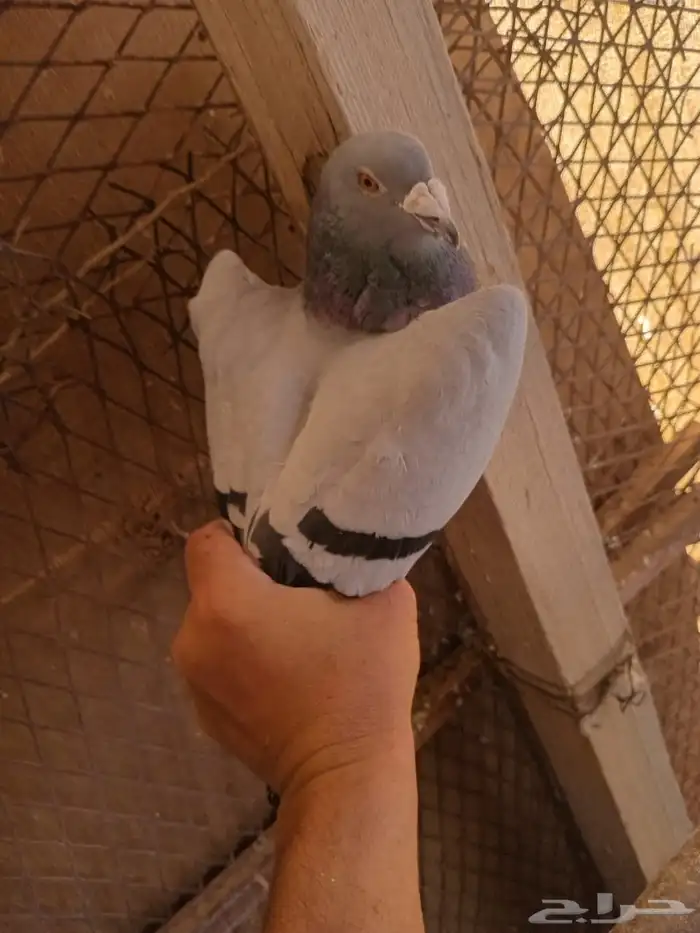 حمام زاجل العدد تقريبا 30 جوز البيع جمله 45 ريال للجوز 4