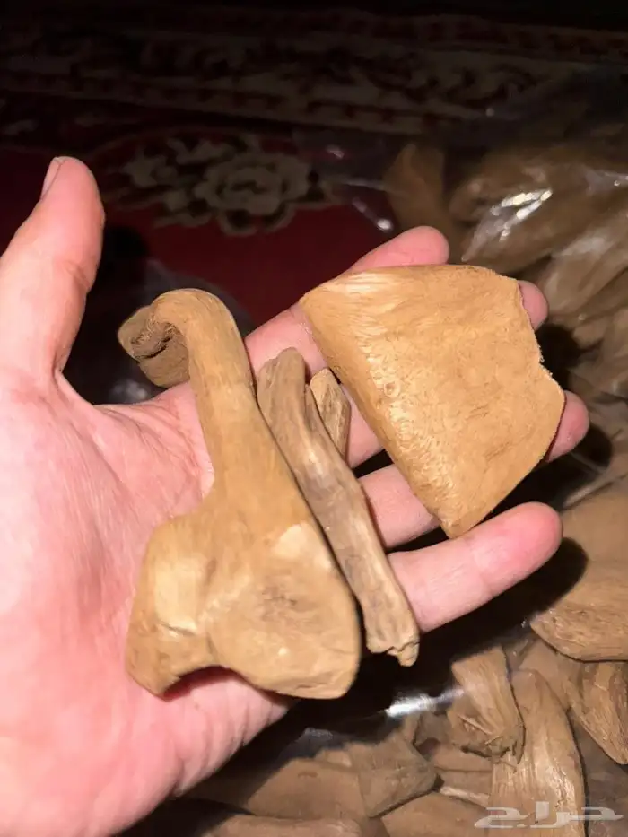 عود مروكي اصقون من جزيرة آصقون من اندونيسيا 3