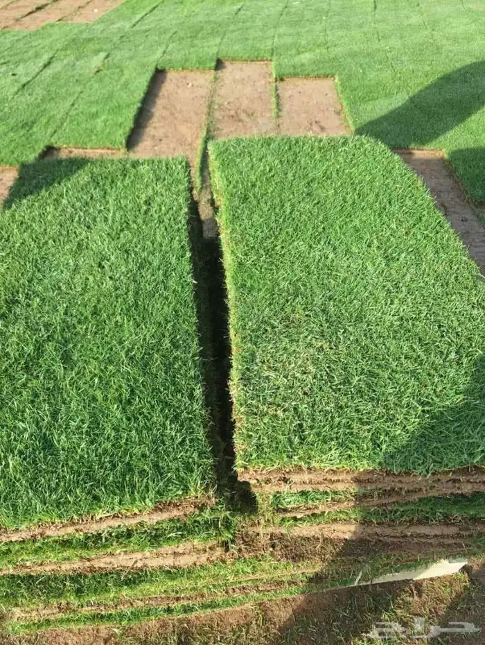 ثيل طبيعي C2000 درجه اولي 10