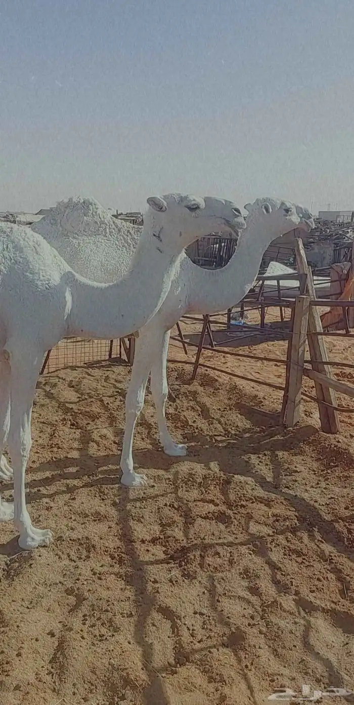 2بكار مفاريد واحده رمانيه والثانيه تماميه عليهن سوم معا13000 2