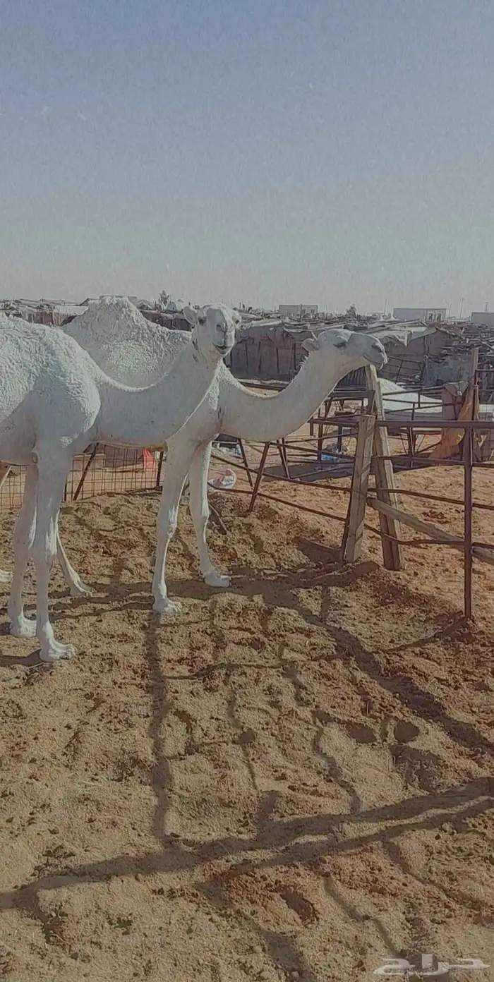 2بكار مفاريد واحده رمانيه والثانيه تماميه عليهن سوم معا13000 0