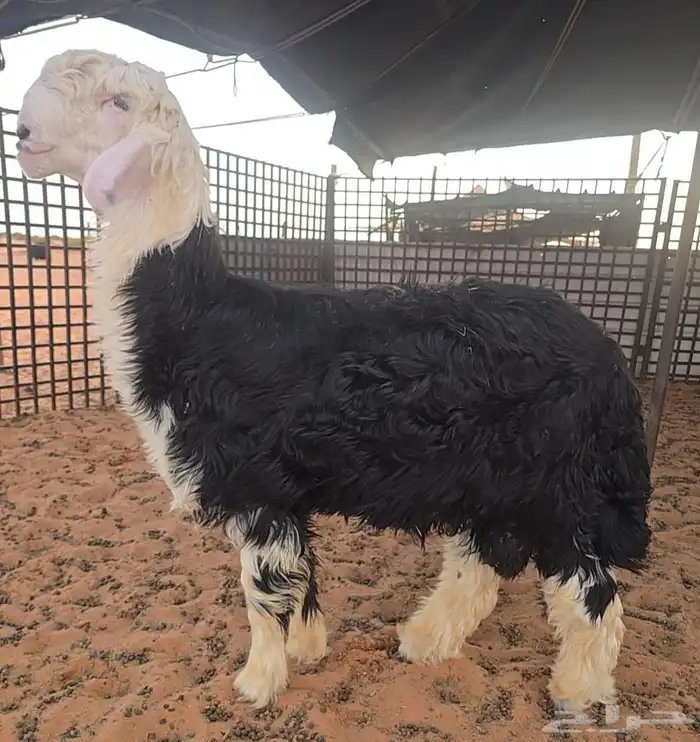 طلي نجدي صنف فاخر 3