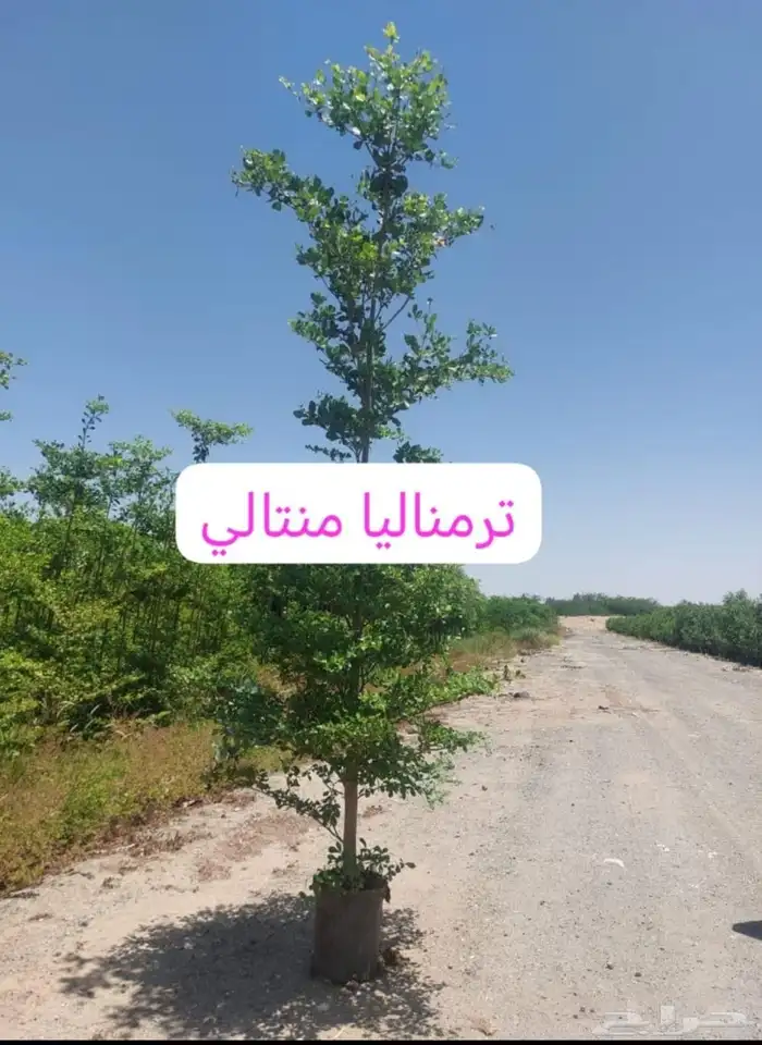 مشاتل الدمام تنسيق حدائق فل قصور منازل اسعارناممتاز 6