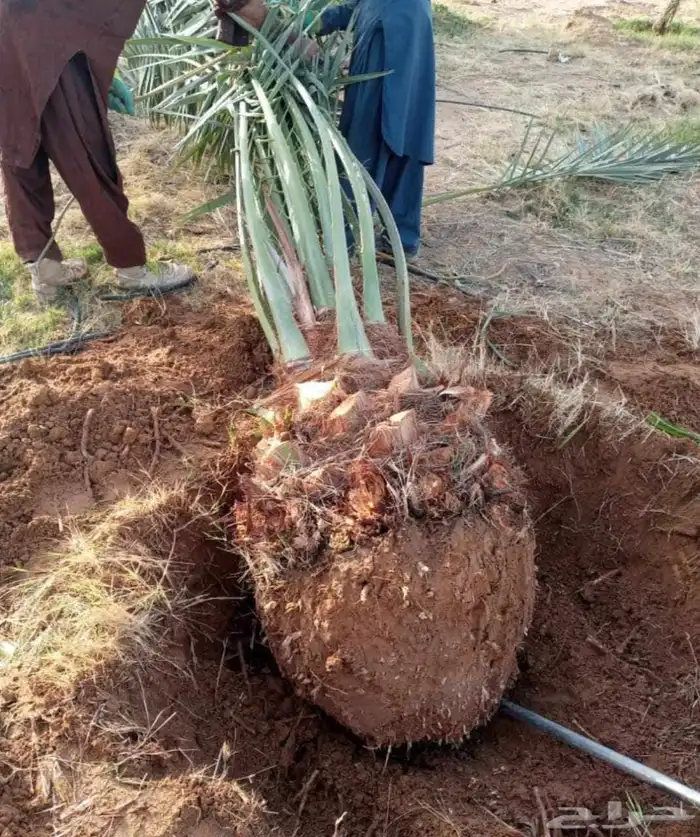 نخل نقايل جثايث فروخ نخيل صقعي مجدول سكري واشنطني سلاطين غر 1