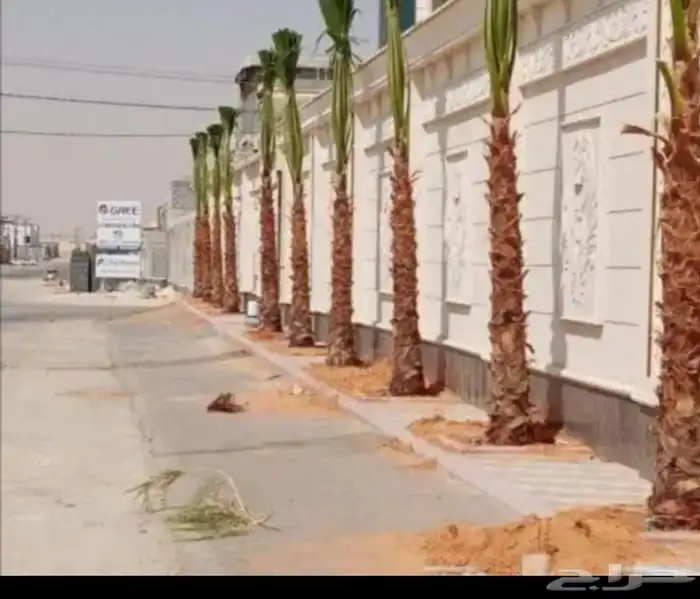 يوجد لدينا نخل للبيع علا جميع المقاسات ا لا مناسبة ونوايع 1