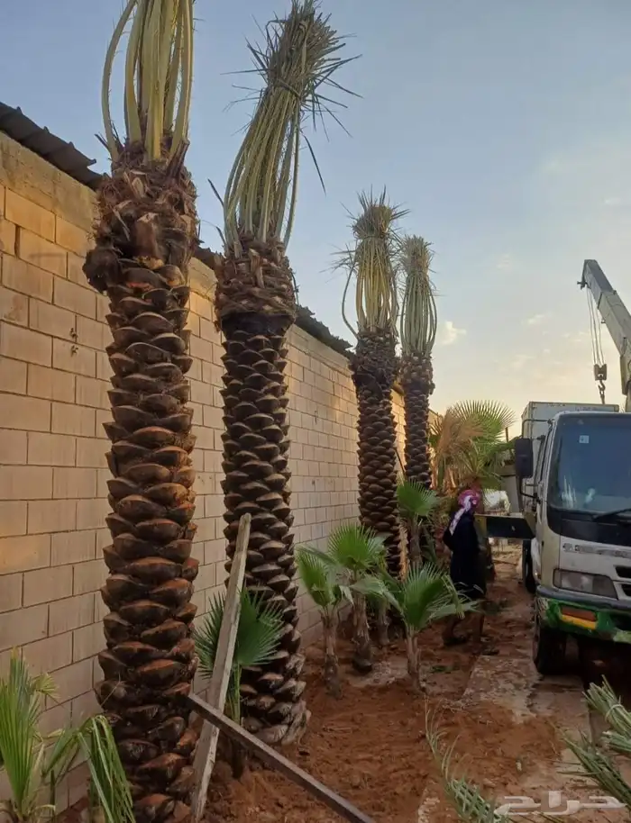 نخل نقايل جثايث فروخ نخيل صقعي مجدول سكري واشنطني سلاطين غر 9