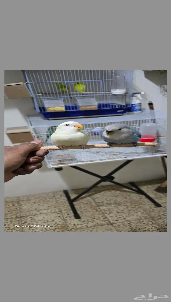 طيور روز أليف وهدد داخلي 0