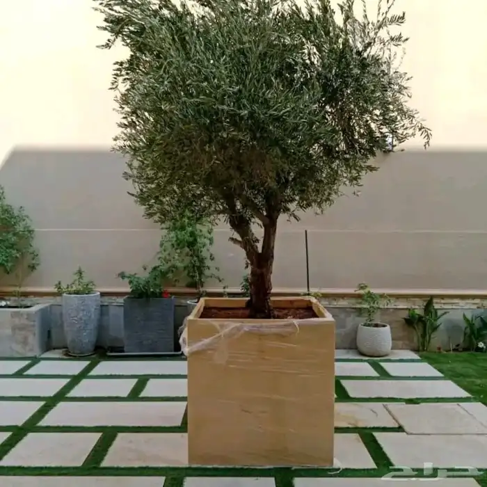 يوجد لدينا جميع انواع الأشجار التوصل علا 2