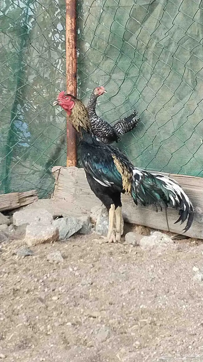 ديك باكستاني سندي للبيع او البدل 0