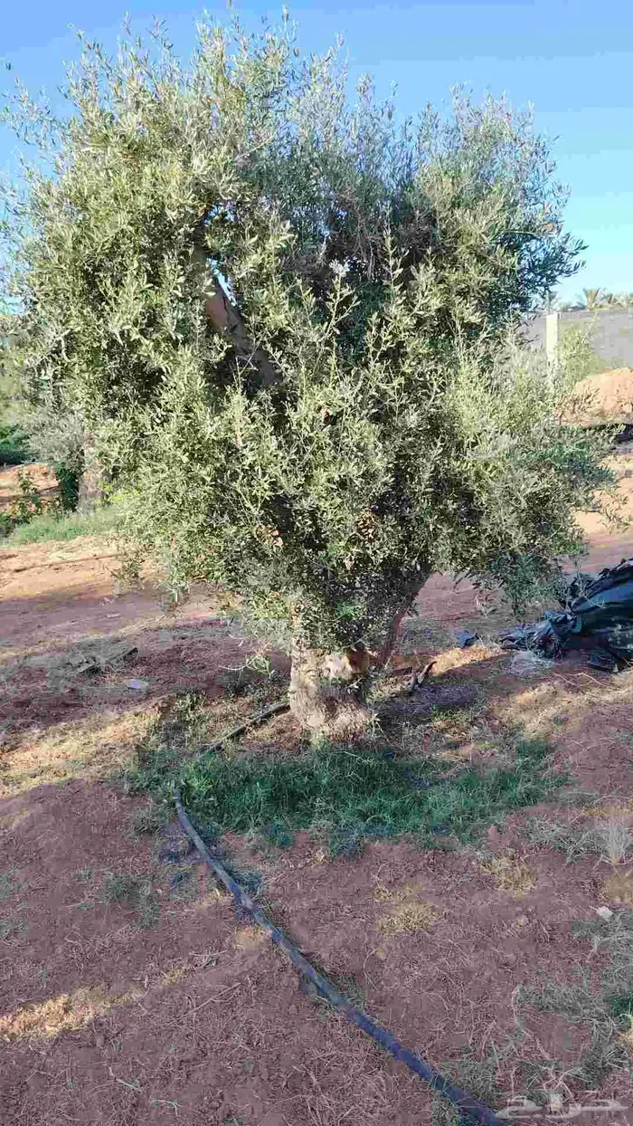 يوجد لدينا جميع انواع الأشجار التوصل علا 7