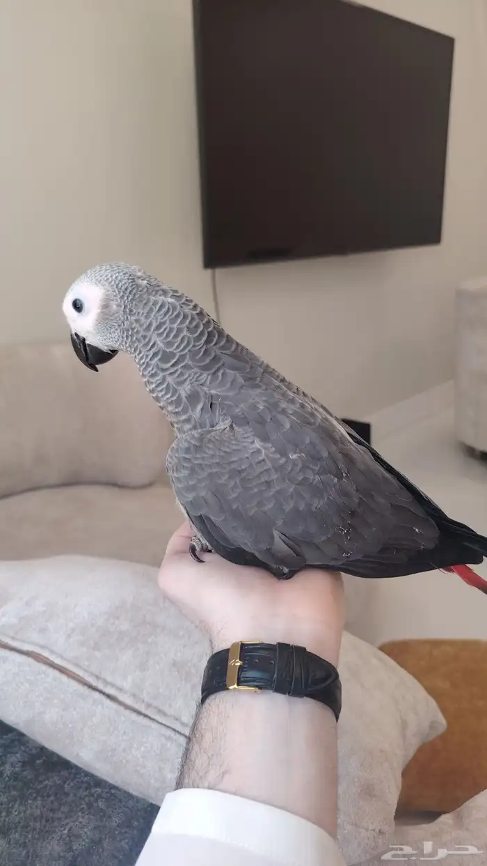 فرخ كاسكو طفره سوبر جامبو ((تم البيع)) 5