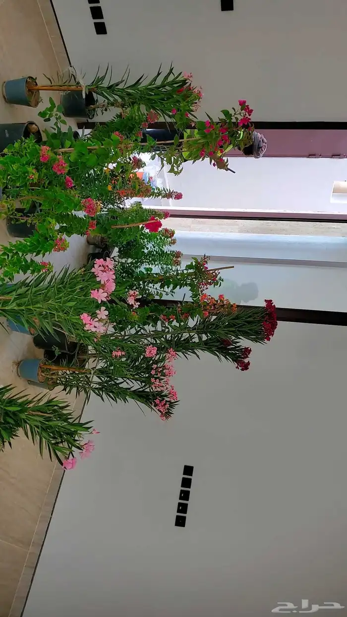 اشجار زينه مزهره 0
