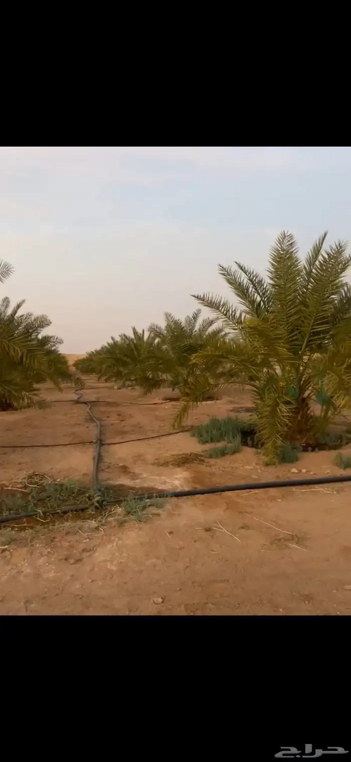 للبيع مزرعة قائمة الاسياح البندرية القصيم كهرب ماء نخل بيت 0