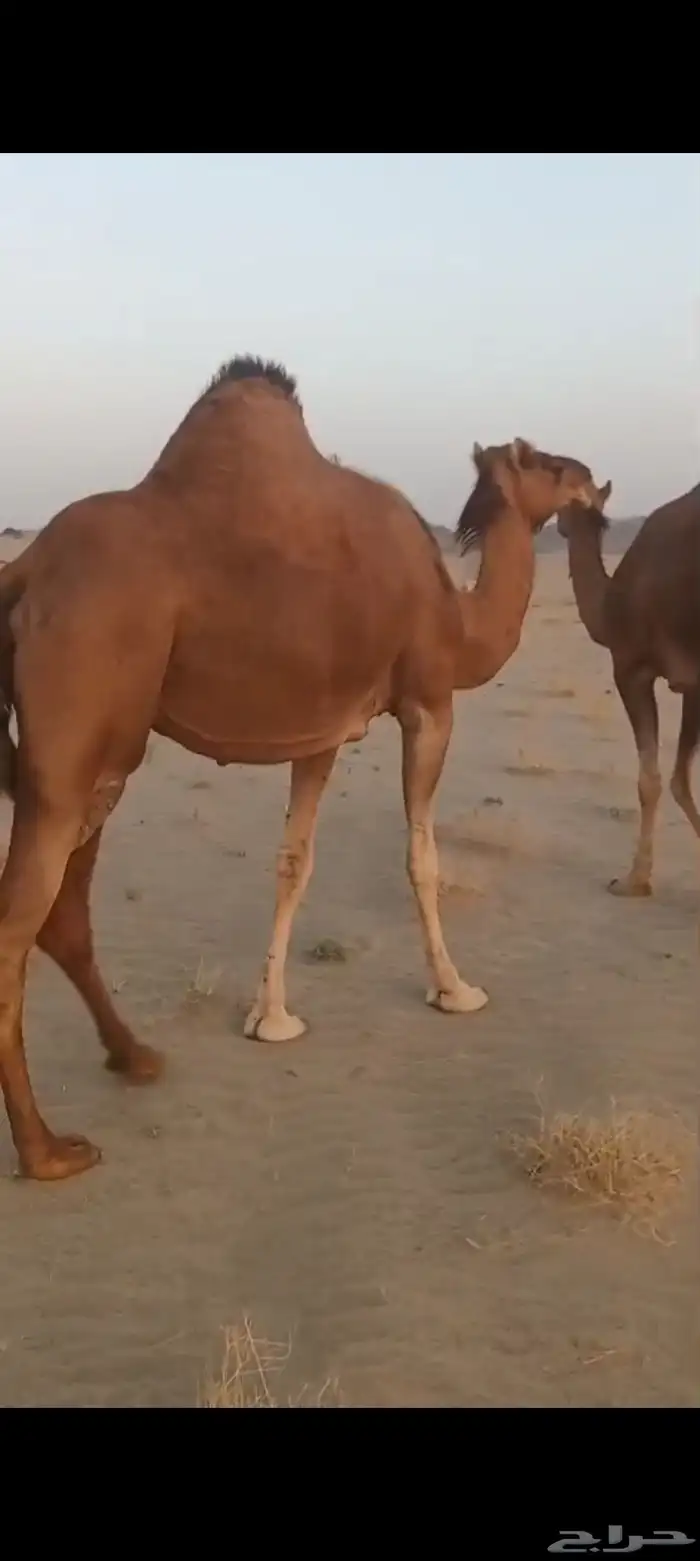 نياق سواحل كفو 2