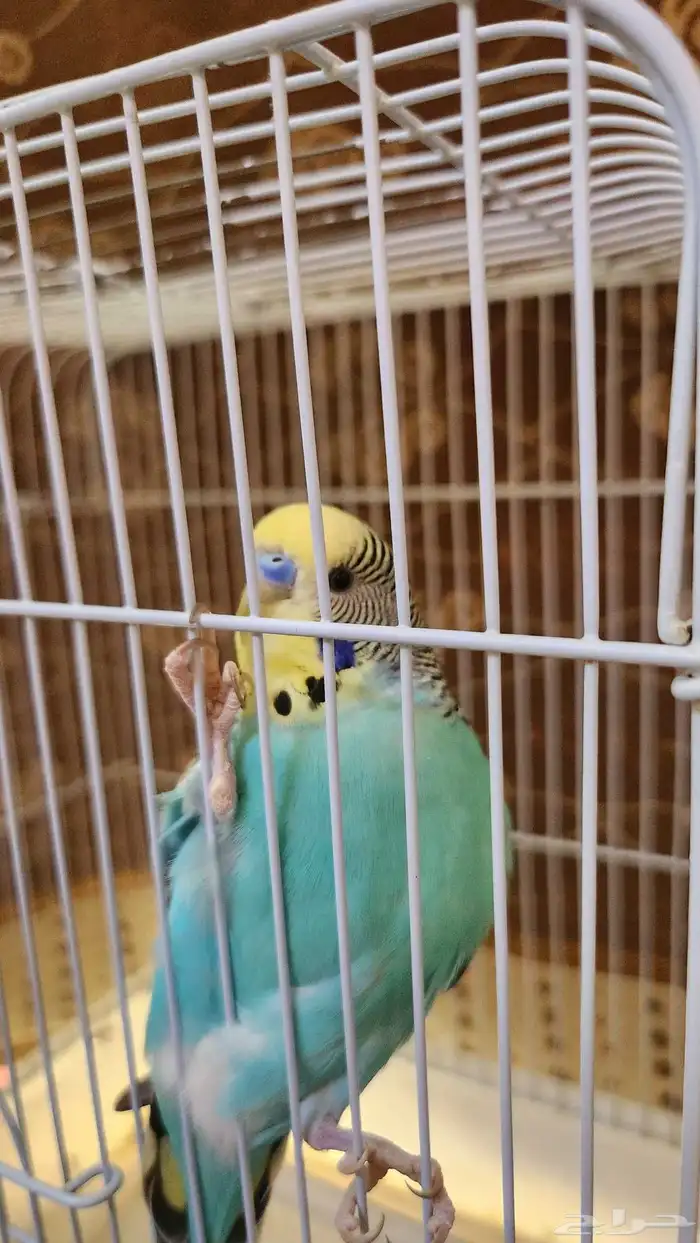 باجي ذكر للبيع 8