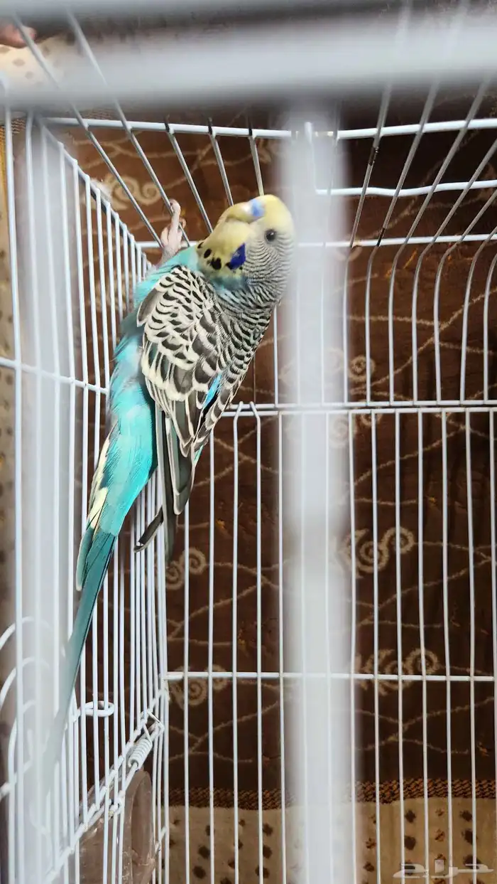 باجي ذكر للبيع 2