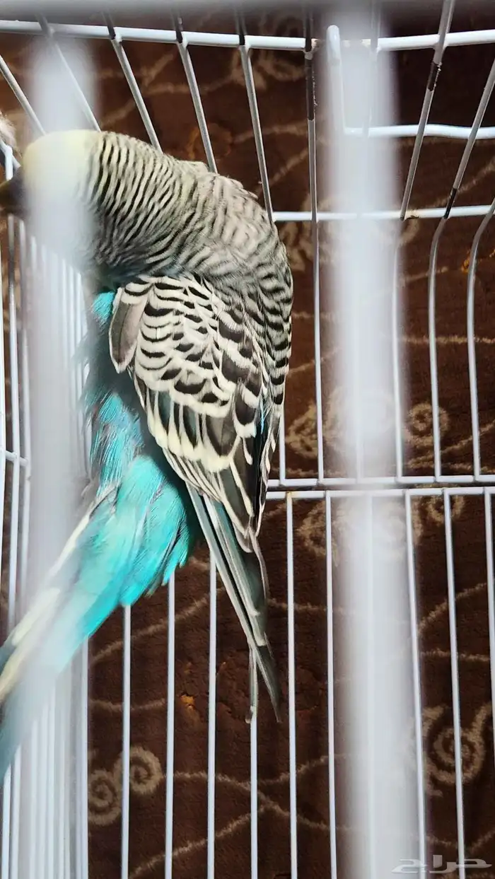 باجي ذكر للبيع 3