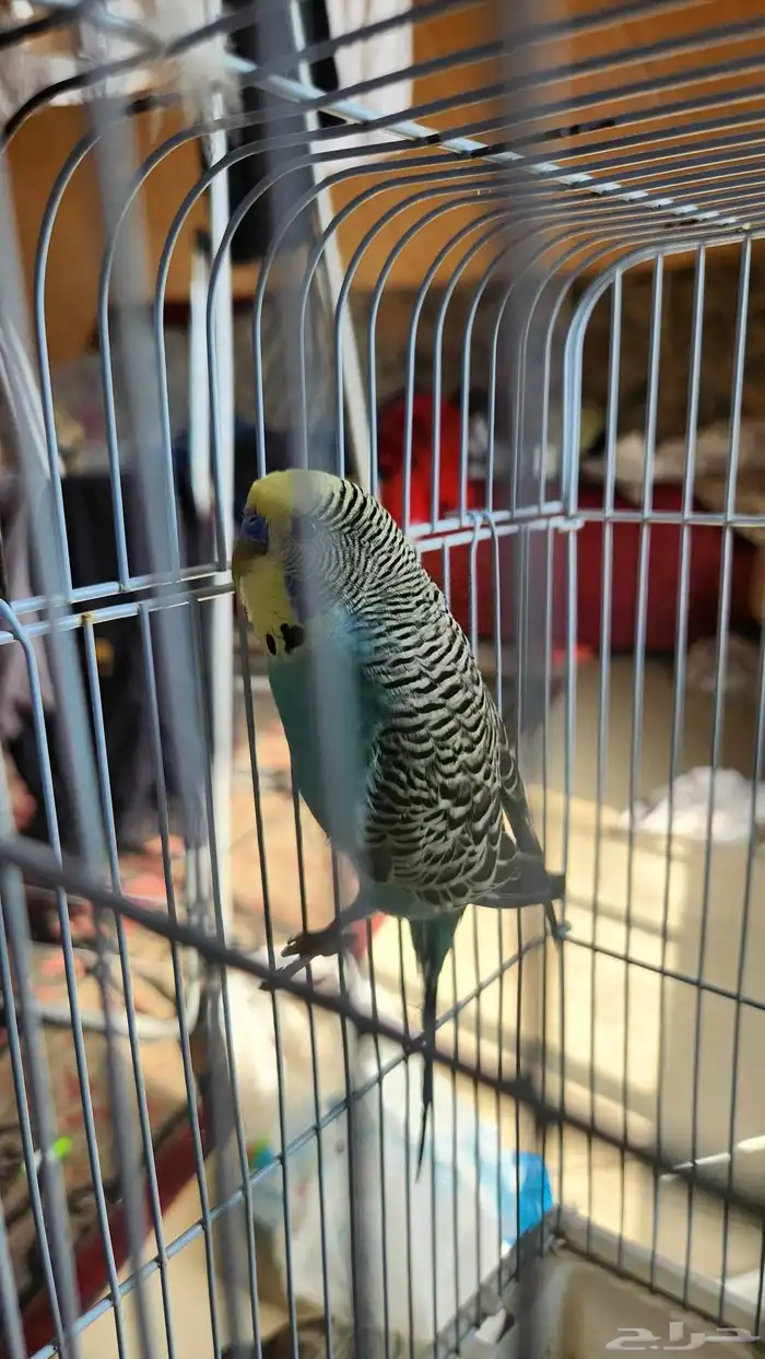 باجي ذكر للبيع 7