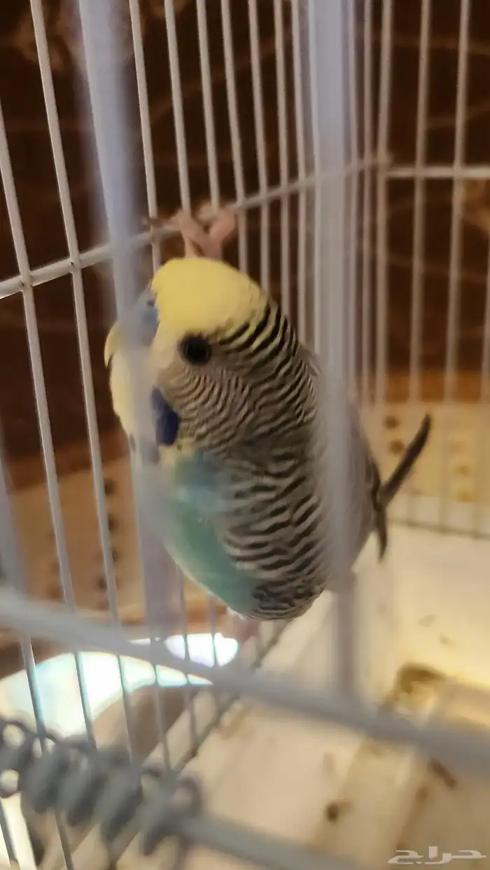 باجي ذكر للبيع 0