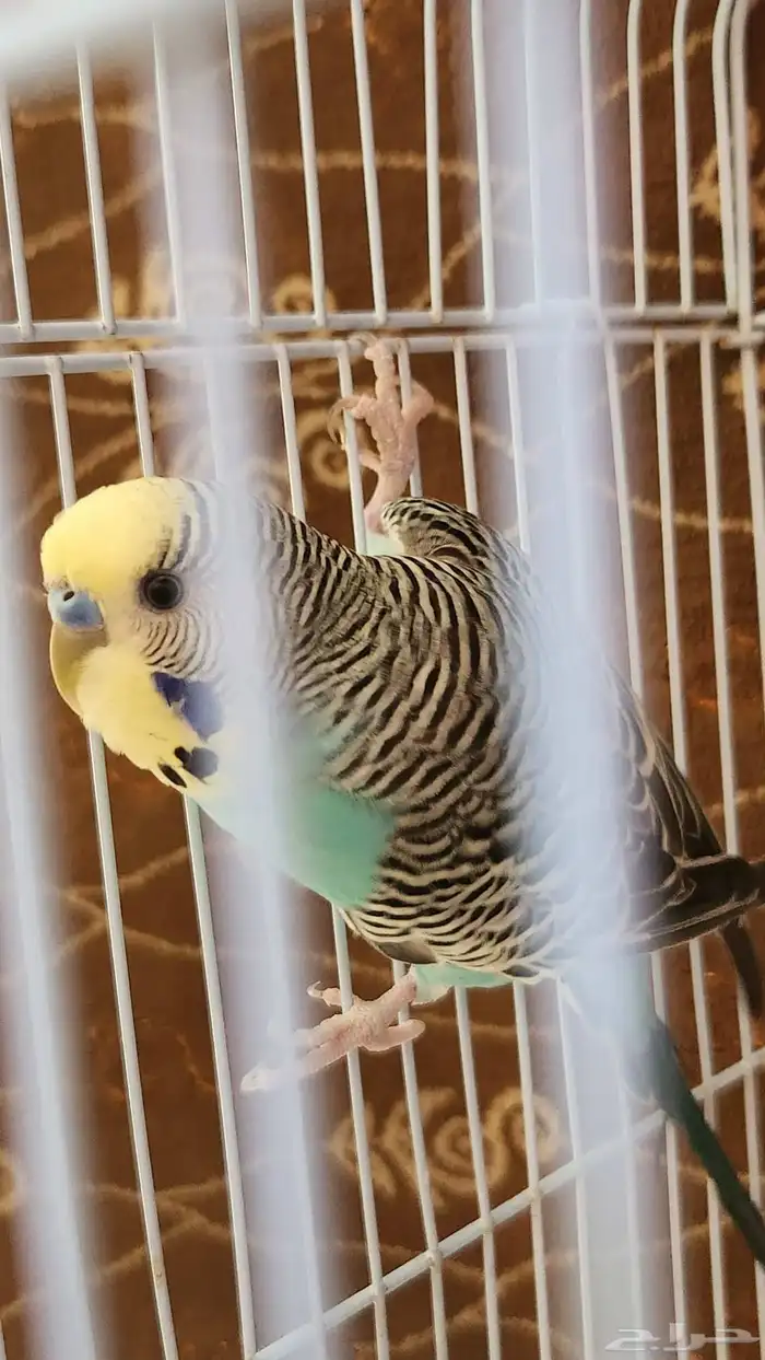 باجي ذكر للبيع 1