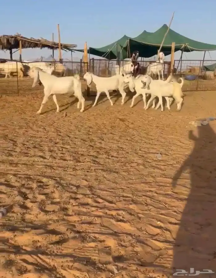 جفرات مصريات طيبه((( تم البيع ))) 0