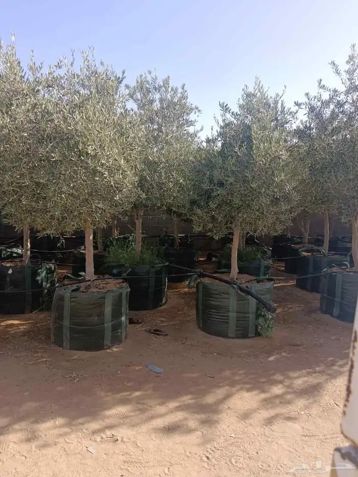 يوجد لدينا جميع انواع الأشجار التوصل علا 4