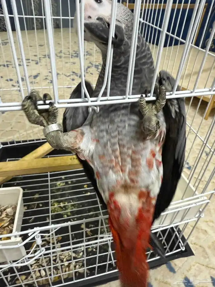 فرخ كاسكو طفره سوبر جامبو ((تم البيع)) 6