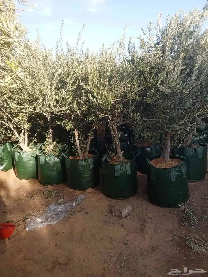 يوجد لدينا جميع انواع الأشجار التوصل علا 3