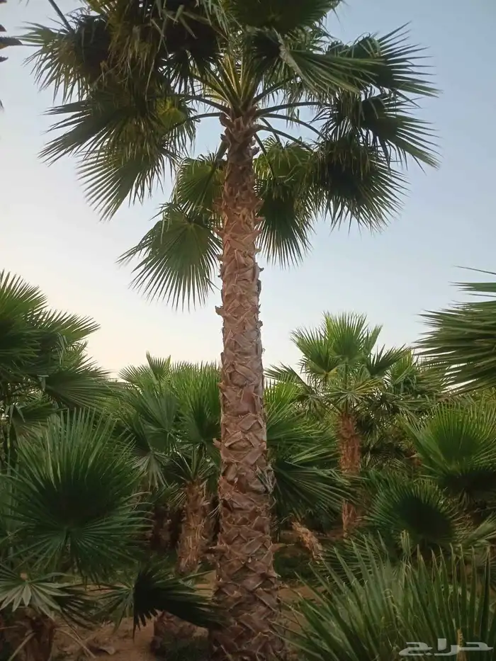 نخل واشنطن 4