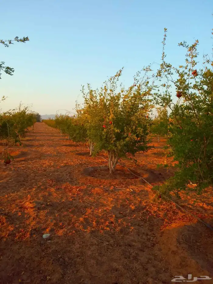 يوجد لدينا جميع انواع الأشجار التوصل علا 1