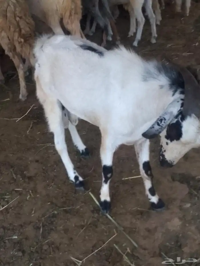 فحل للبيع سنه ماهو كبير 0