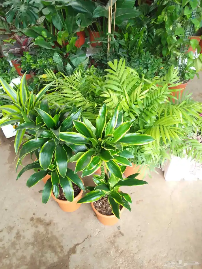 تنسيق حدائق وزراعه التيل وتركيب شبكة الري 4