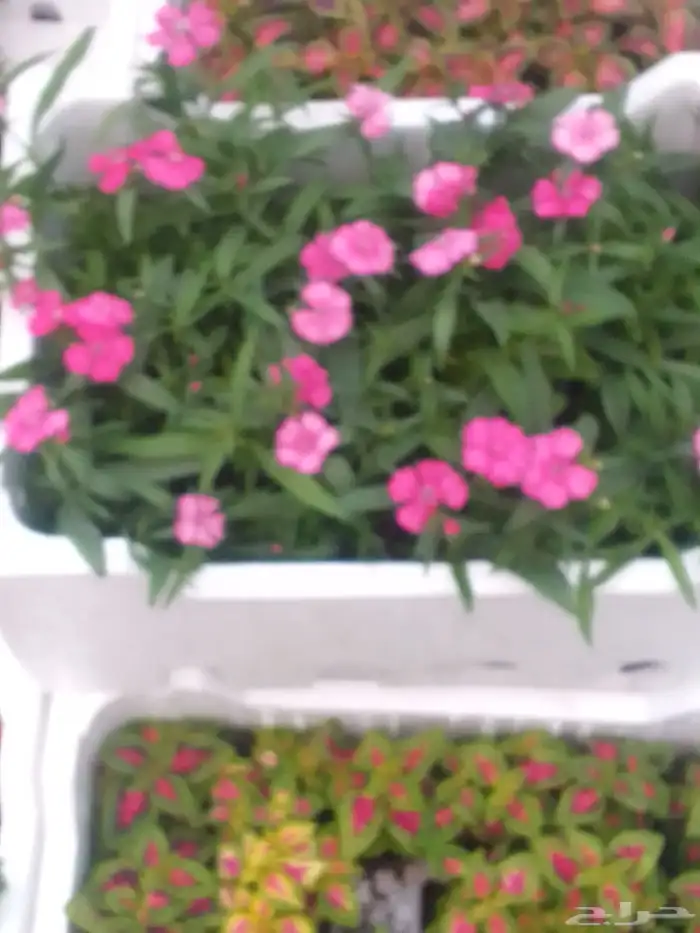 تنسيق حدائق وزراعه التيل وتركيب شبكة الري 7