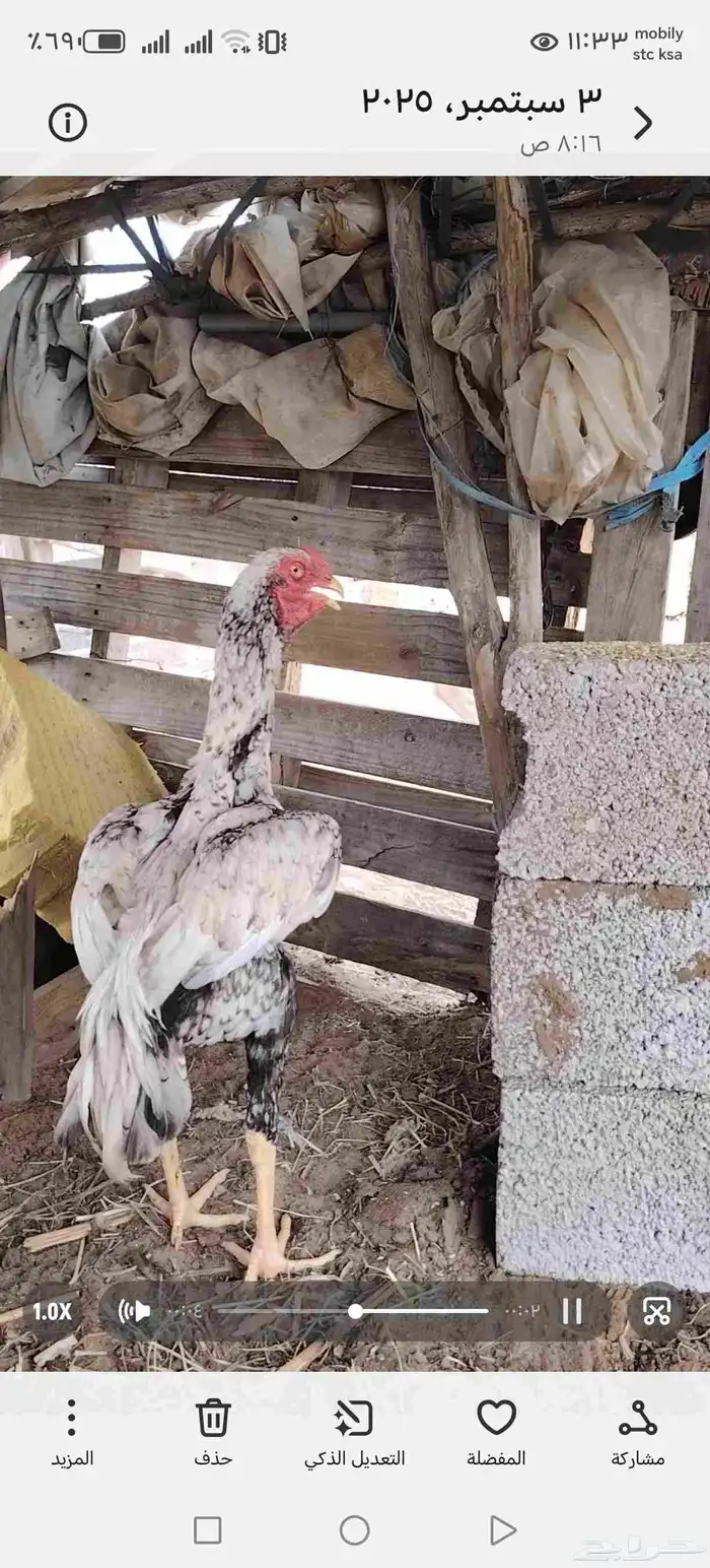 دجاج شامو اثنين ديوك ودجاجة تحتها 5 فروخ لا يجيني الا الصامل 8