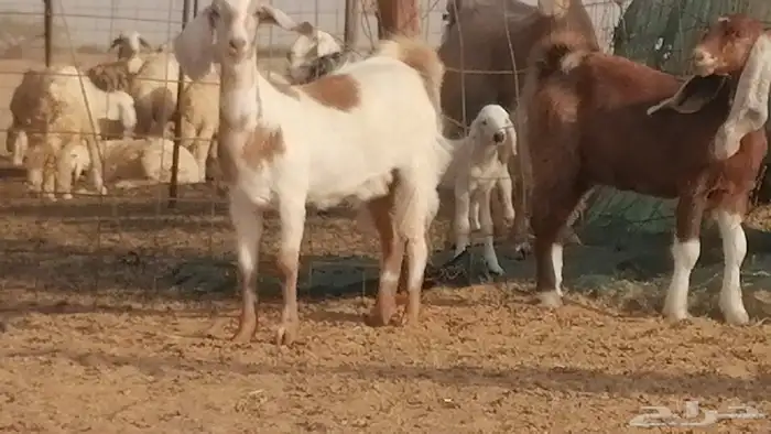 جفار مصرية مقاني صنف الصنف معزا مصريات 21