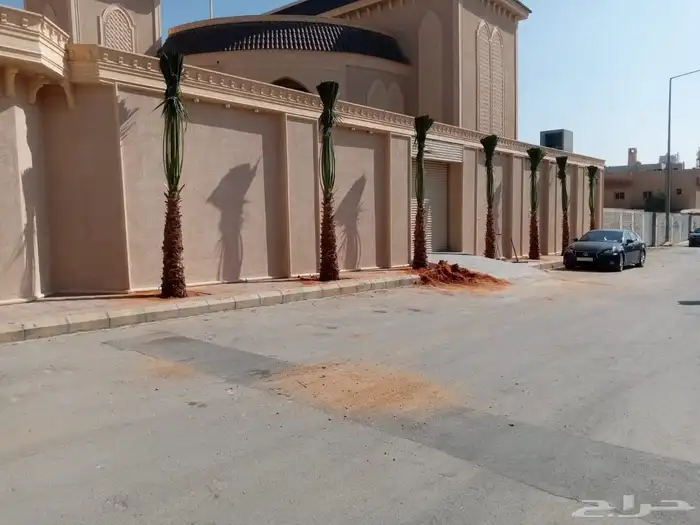 نخل واشنطونيا زينه للبيع 3