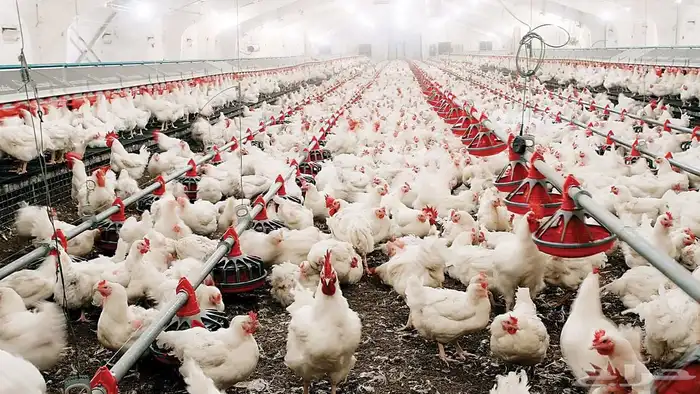 مطلوب تعاقد دجاج لاحم كميات مفتوحة 0