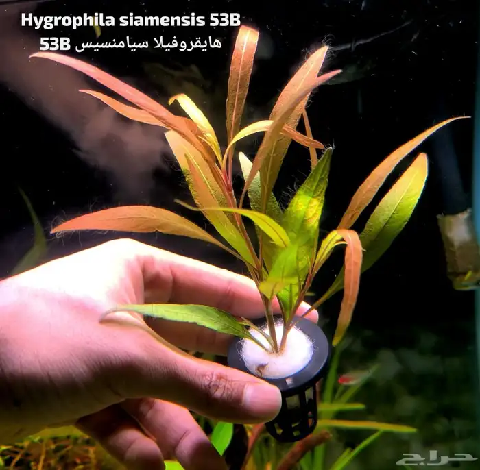 Different types of plants 0