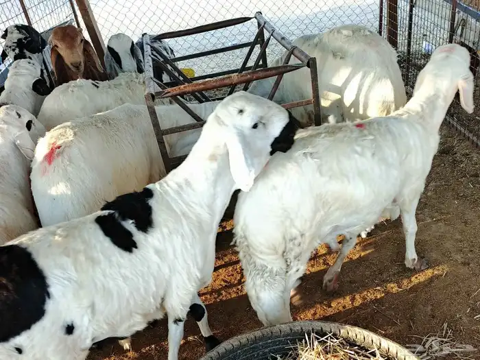 ذبائح سواكني طيبه مرابي لها اكثر من اربعه شهور 2