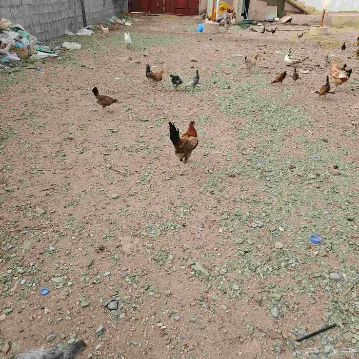 دجاج وديوك 1